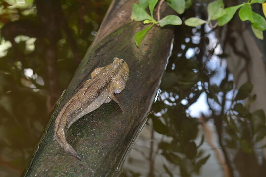 Mudskipper stays on old wood in the water. Wildlife concept.