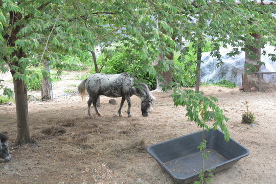 A white and black spotted horse standing in nature. Wildlife concept.