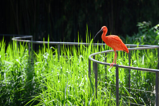 Ibis rouge dans le Parc des Oiseaux