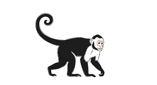 Black and white monkey illustration with a long curly tail in a walking pose on a white background, representing tropical wildlife and jungle animals.