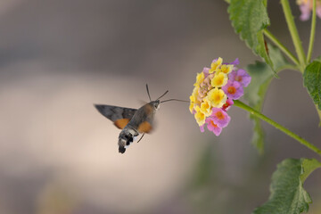 Fototapeta premium Hummingbird-hawkmoth Macroglossum stellatarum feeding a flower in a garden on Rhodos, Greece