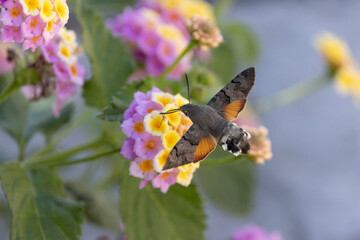 Fototapeta premium Hummingbird-hawkmoth Macroglossum stellatarum feeding a flower in a garden on Rhodos, Greece