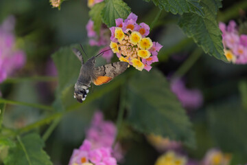 Fototapeta premium Hummingbird-hawkmoth Macroglossum stellatarum feeding a flower in a garden on Rhodos, Greece