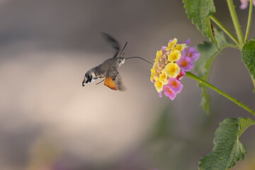 Fototapeta premium Hummingbird-hawkmoth Macroglossum stellatarum feeding a flower in a garden on Rhodos, Greece