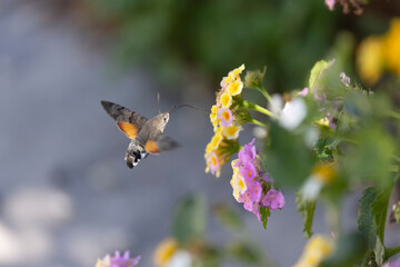 Fototapeta premium Hummingbird-hawkmoth Macroglossum stellatarum feeding a flower in a garden on Rhodos, Greece