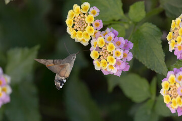 Fototapeta premium Hummingbird-hawkmoth Macroglossum stellatarum feeding a flower in a garden on Rhodos, Greece