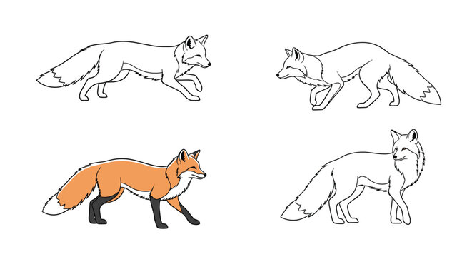 Collection of fox illustrations shows the clever animal in different walking and standing poses with one colored in vibrant orange fur.