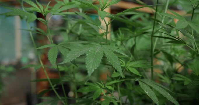 Marijuana, greenhouse and farming of hemp for weed, cannabis or growth for medical research. Plant, sativa and indica leaf for genetics, pharmaceutical study and thc or cbd for mental health benefits