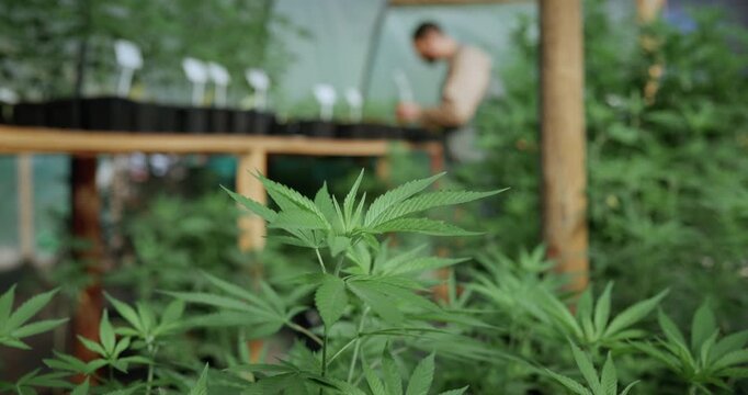 People, plant and greenhouse with cannabis for weed production, cultivation or indoor growth. Marijuana farmer, cultivator or harvest with natural leaves for CBD drug, THC farming or breeding study