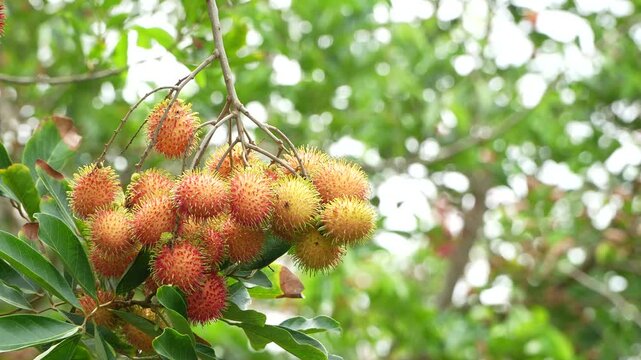 Ripe tropical rambutan fruit bunch isolated on beautiful green bokeh background.