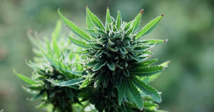Marijuana, plant and farm for agriculture, growth and hemp production with weed cultivation. Cannabis, green leaf and agro for horticulture with natural crop, medicinal herbs and cbd industry