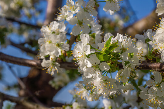 Integrated pest management for Prunus avium during flowering stage requiring protective measures against insects and pathogens