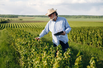 Fototapeta premium Male farmer in straw hat examines grapevines in vineyard, holding tablet while standing among lush green rows under a bright sky with scattered clouds