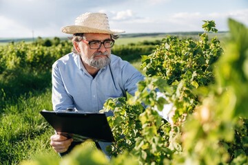 Fototapeta premium Senior man with glasses and straw hat inspecting grapevines while holding a clipboard in a vineyard under a clear blue sky with green hills in the background