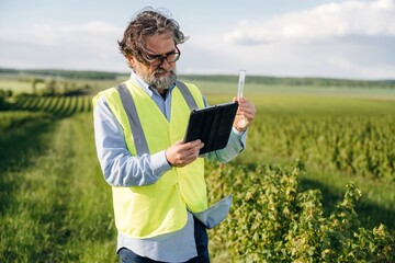 Fototapeta premium Middle-aged man in yellow safety vest examines tablet while holding test tube in vineyard, lush green fields and blue sky visible in the background