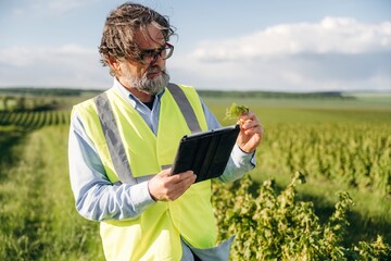 Fototapeta premium Mature male agricultural worker in reflective vest examines vine leaves while using a tablet in a lush vineyard landscape under a clear blue sky