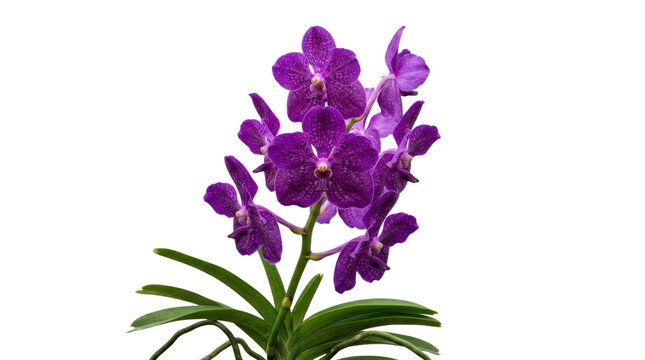 Vibrant Purple Vanda Orchid Plant Blooming Beautifully.