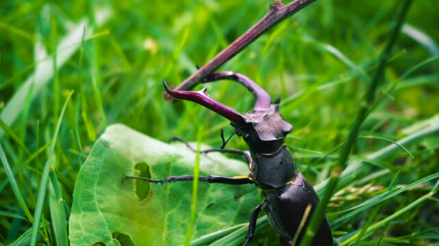 The stag beetle is the largest beetle and one of the most recognizable members of the hornet family. The main feature of the species is the huge jaws of the males, resembling the horns of a deer