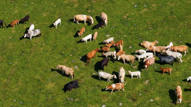 Aerial View of Mixed Cattle Herd Grazing on Green Scottish Pasture