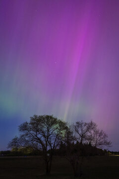 Purple Northern Lights Over Silhouetted Trees Across Night Sky