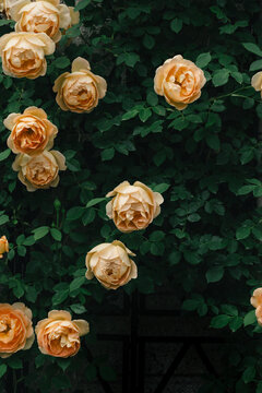 Orange rose bushes with green leaves background