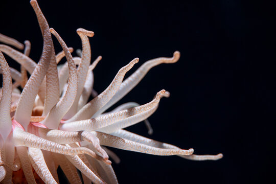 Close up Sea Anemone in dark background