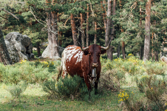 Spotted longhorn cow with a bell in a green forest