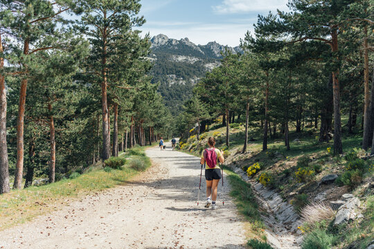 Woman hikes a sunny trail through a pine forest