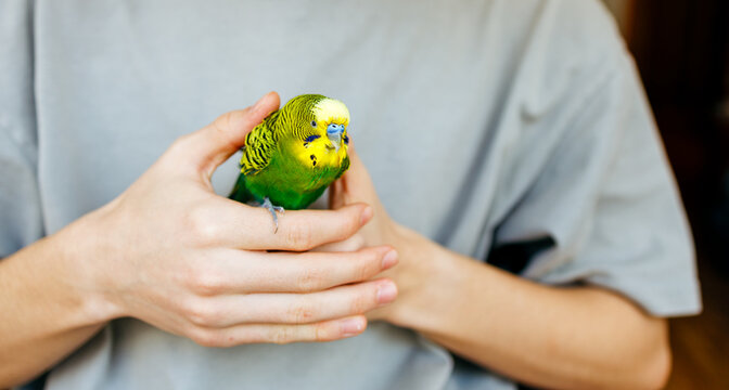A person gently holding a small green budgie