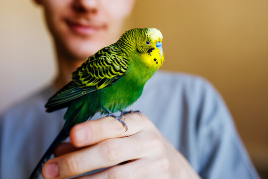 A green parrot parakeet perches on a person's finger
