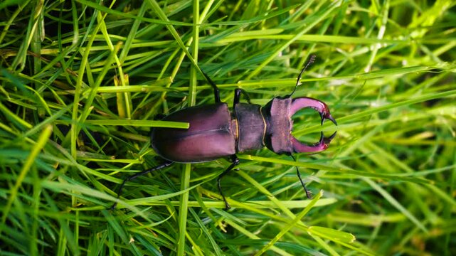 The stag beetle is the largest beetle and one of the most recognizable members of the hornet family. The main feature of the species is the huge jaws of the males, resembling the horns of a deer
