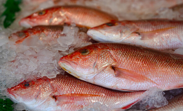 Raw snapper on ice. Raw fish head closeup. Raw seafood with scales. Raw snapper texture.
