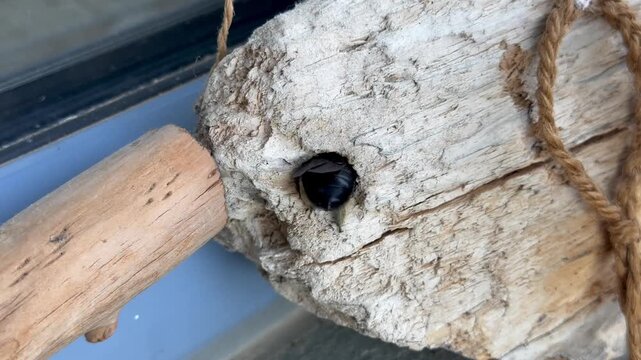 Close-up video of a carpenter bee returning with pollen on its hind legs, hovering at a wooden nest entrance, landing, folding its wings and entering the nesting tunnel.