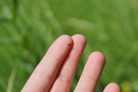 Close-up of a dangerous parasitic ixodes tick crawling on a human finger outdoor. Macro shot of a deer tick on a person's fingertip with blurred green grass background. Lyme disease danger.