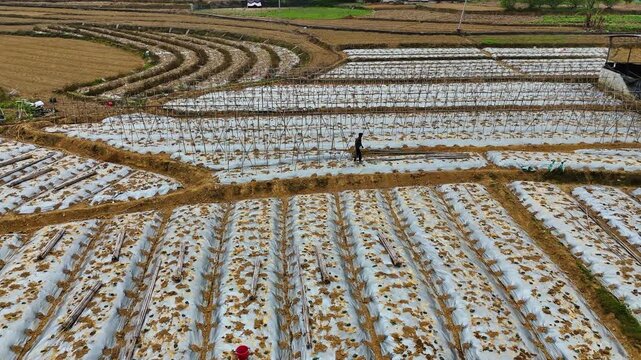 Workers Installing Trellis System for Young Winter Melon Plants, Plastic Mulch, Aerial View