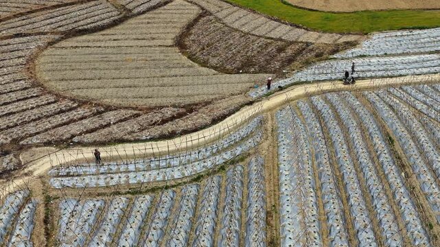  Farmers Installing Bamboo Stakes for Winter Melon Vines, Plastic Covered Rows, Aerial