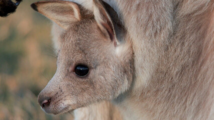 Close-up Portrait of a Kangaroo Joey Peeking from Mother's Pouch © blueringmedia