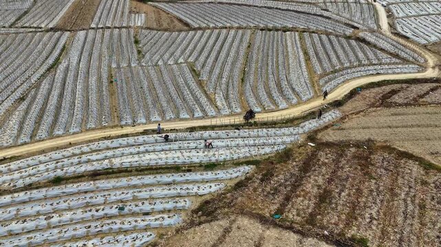  Creation of Trellis Framework for Winter Melon Seedlings, Farmers at Work, Mulched Land 
