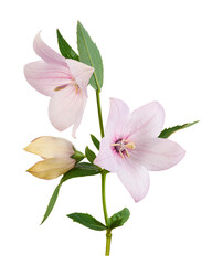 Naklejka premium Pink balloon flower isolated on transparent background with clipping path. Detailed petals and green leaves, ideal for botanical design, herbal concept, decoration and natural use.