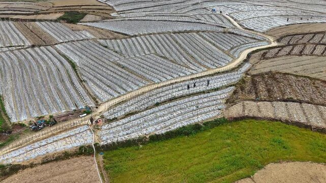 Rural Workers Erecting Bamboo A-Frames for Winter Melon Vines, White Mulch Field 