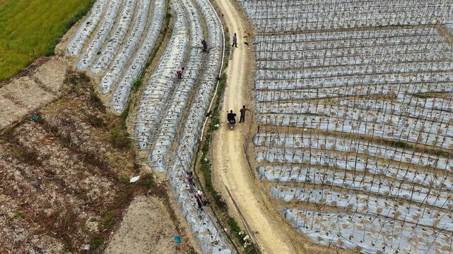 Farmers Tying Bamboo Poles to Create Trellis for Winter Melon Seedlings, Mulched Field
