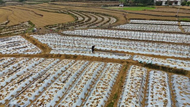 Farmers Building Bamboo Trellises for Winter Melon Seedlings Under White Plastic Mulch