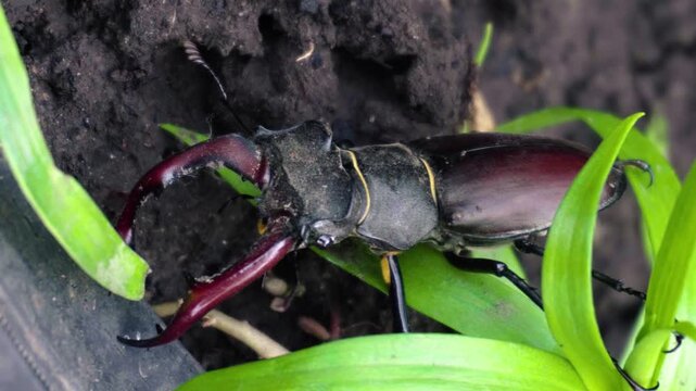 The stag beetle is the largest beetle and one of the most recognizable members of the hornet family. The main feature of the species is the huge jaws of the males, resembling the horns of a deer