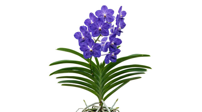 Vibrant Blue Vanda Orchid Plant with Lush Green Leaves.