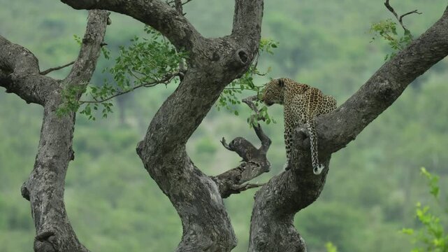 Beautiful leopard sitting in a tree with the backside towards the camera. The animal is scanning its surroundings, Kruger National Park.