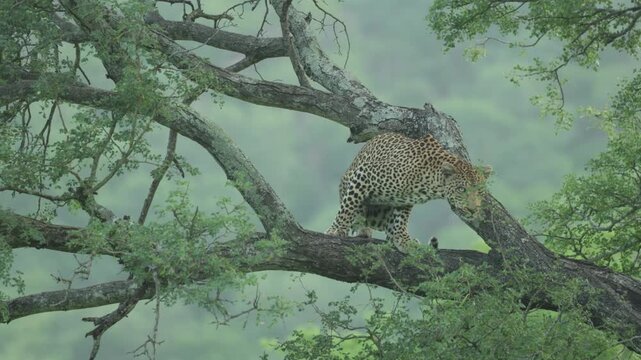Wide shot of a skittish leopard getting up from lying on a branch in a tree when he realizes he has been spotted, Kruger National Park.