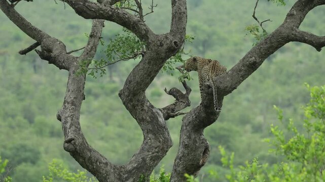 Wide shot of a beautiful leopard sitting in a tree with the backside towards the camera. The animal is scanning its surroundings, Kruger National Park.