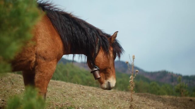 Close-up of a bay horse wearing a traditional cowbell in a forest &mdash; authentic countryside farming moment