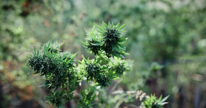 Cannabis, greenhouse and farm for hemp with sustainability, marijuana or growth for medical research. Plant, agriculture and indica leaf for eco friendly, textile and biofuel or plastic alternative
