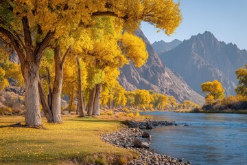 Obraz premium Autumn Cottonwood Trees along a Colorado River in Golden Hour Light